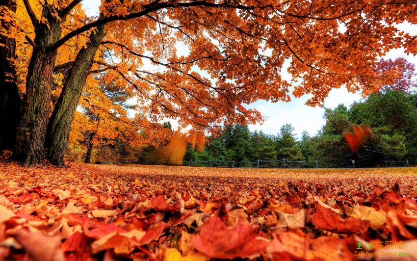 autumn-maple-leaf-wallpaper-1.jpg