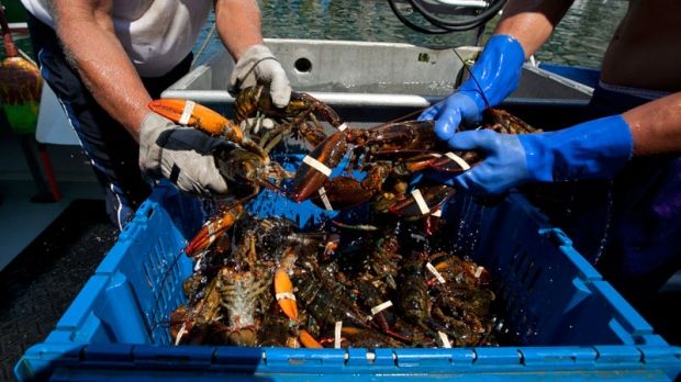是好消息吗? 中国进口美国海鲜 加拿大龙虾降价-2.jpeg