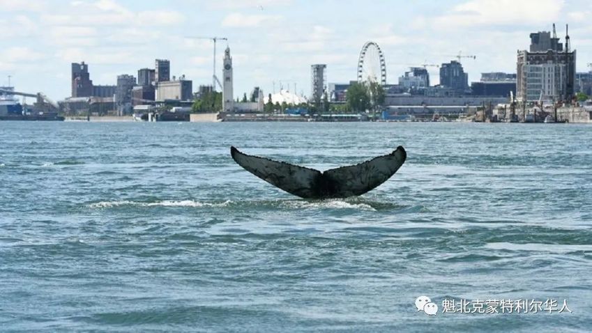 罕见！今天蒙特利尔老港有很多人幸运的看到了鲸鱼-1.jpg