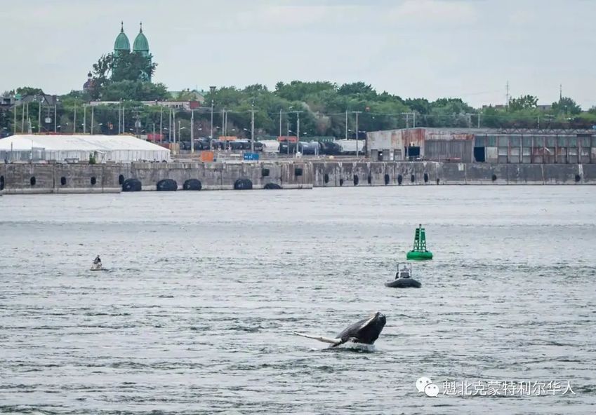 罕见！今天蒙特利尔老港有很多人幸运的看到了鲸鱼-2.jpg