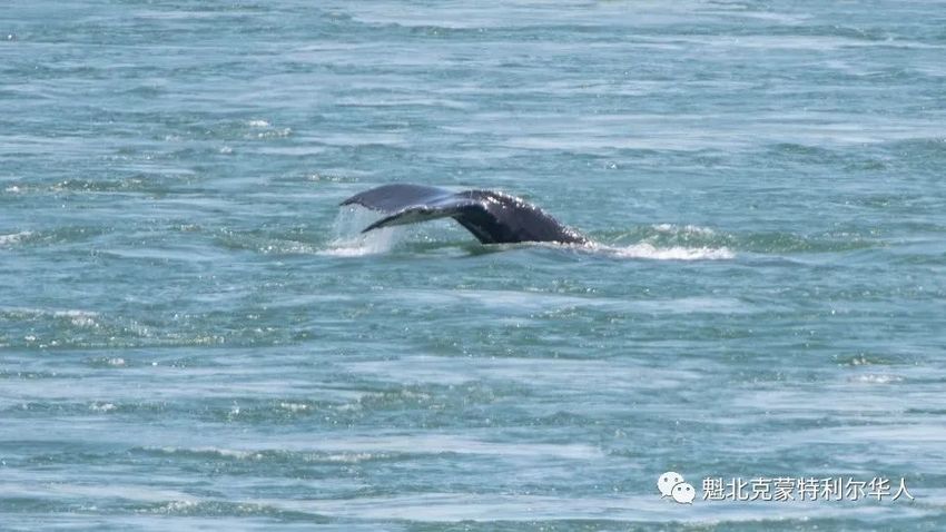 罕见！今天蒙特利尔老港有很多人幸运的看到了鲸鱼-4.jpg