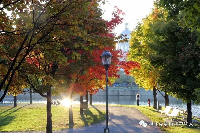 好消息！蒙特利尔今年秋天气候十分宜人 出外赏枫的好季节-1.jpg