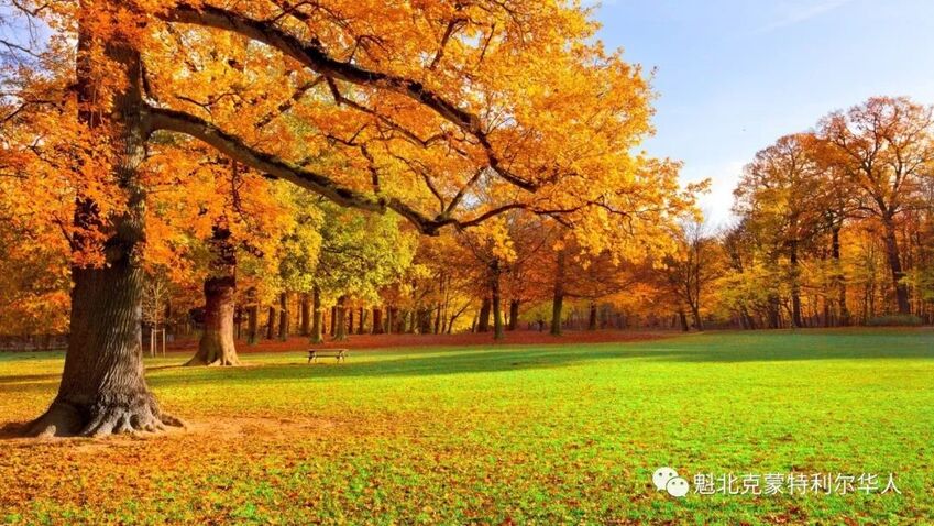 好消息！蒙特利尔今年秋天气候十分宜人 出外赏枫的好季节-2.jpg