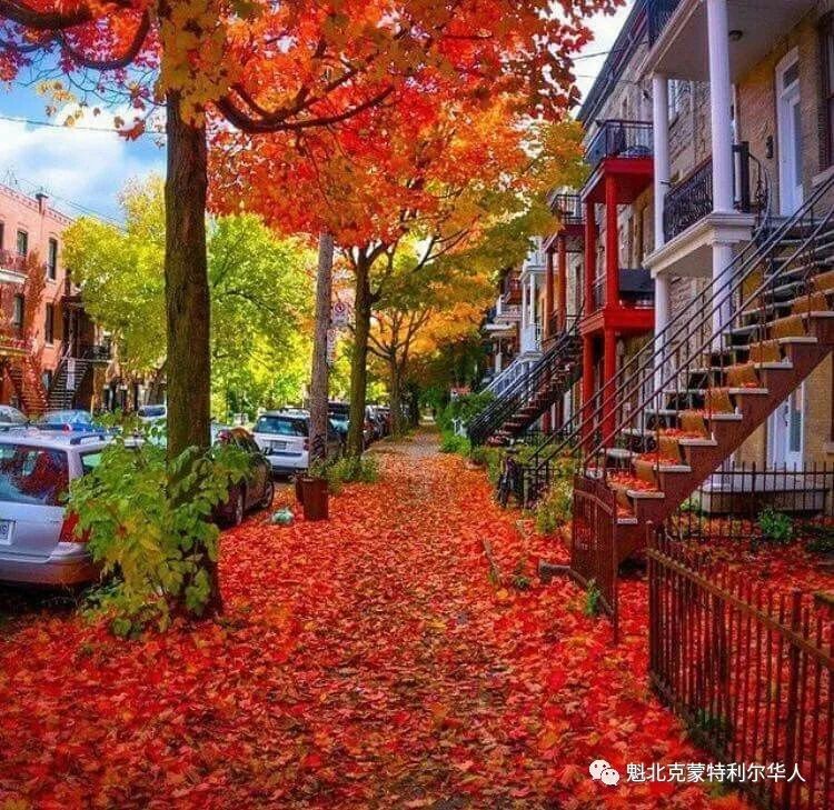 蒙特利尔今天正式进入秋季，魁北克最美的季节到了~-2.jpg