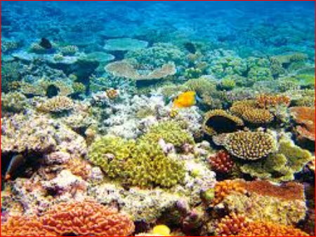过去25年里 大堡礁已经消失了一半-1.png