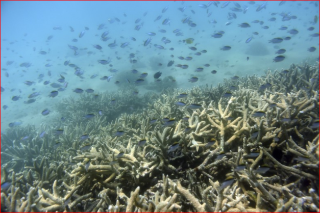 过去25年里 大堡礁已经消失了一半-2.png