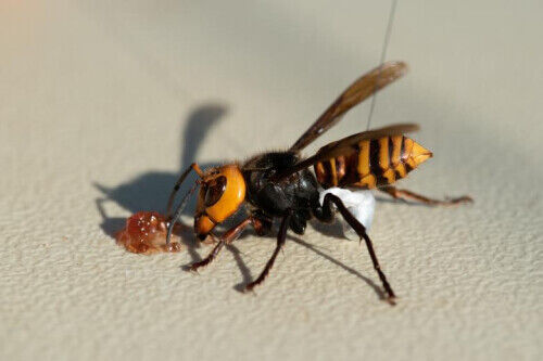 美国摧毁杀人蜂蜂巢：专家全副武装如生化电影-5.jpg