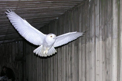 野生动物专家解释白色猫头鹰的诸多秘密-2.jpg