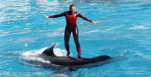 骇人听闻：女驯兽师被相爱16年的虎鲸拖下水淹死-2.jpg