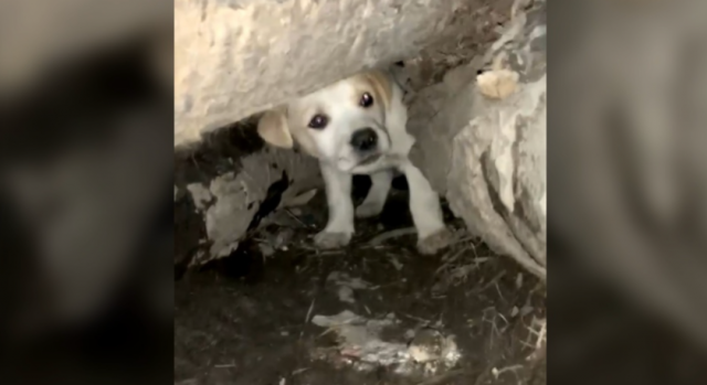 10只幼犬从垃圾厂中被救！90人争领养-2.png