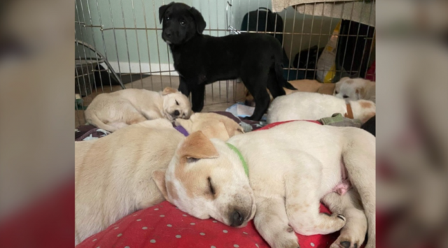 10只幼犬从垃圾厂中被救！90人争领养-3.png
