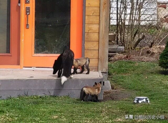 加拿大夫妇自家后院被狐狸一家“入侵”后真香-5.jpg