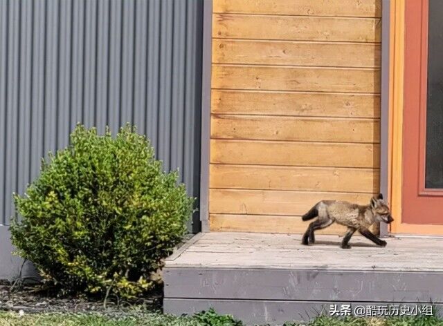 加拿大夫妇自家后院被狐狸一家“入侵”后真香-7.jpg