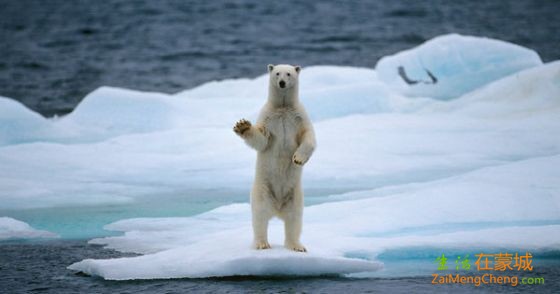 polar-bear-rimouski.jpg