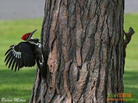 squirrel-woodpecker-fight-battle-fall-tree-cornwall-photographer (3).jpg
