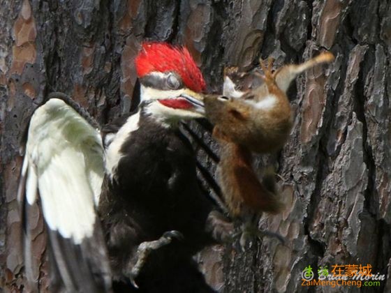 squirrel-woodpecker-fight-battle-fall-tree-cornwall-photographer.jpg