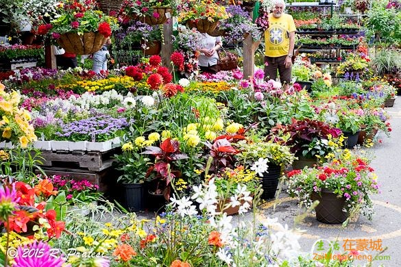 Flowers-at-market.jpg