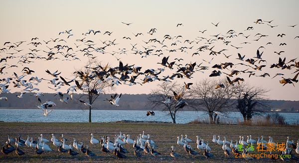 MD-Even-snow-geese-get-the-blues_3col.jpg
