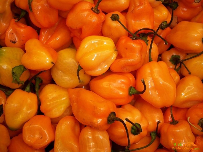 habanero-chilli-peppers-2804_960_720.jpg