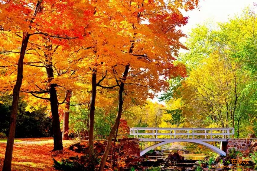 montreal-fall-foliage-colors-lea.jpg