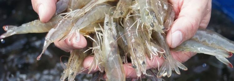 注意！多伦多超市常见的南美白虾在国内验出新冠病毒-13.jpg