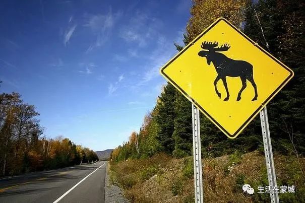 魁省道路一辆汽车与驼鹿相撞，年轻司机死亡，多人受伤-2.jpg