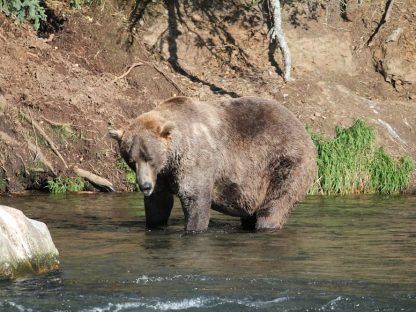 阿拉斯加骑行者路遇500磅重大棕熊 靠这招救命-1.jpg