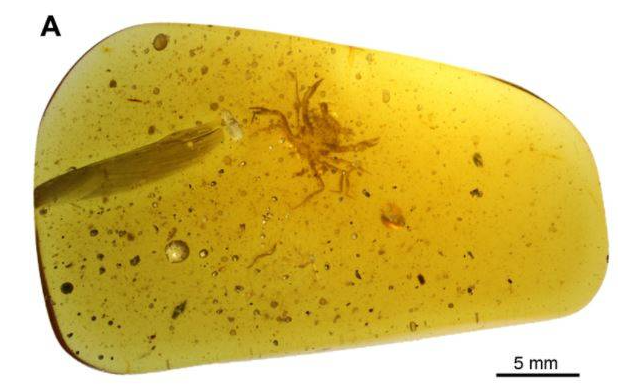 哈佛新发现 1亿年前琥珀完整封印的螃蟹-1.png