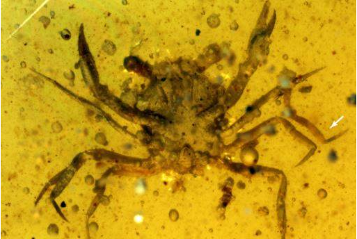 哈佛新发现 1亿年前琥珀完整封印的螃蟹-2.png