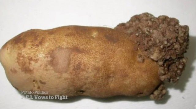 加国土豆感染暂停出口美国，全卖本地了-2.jpg