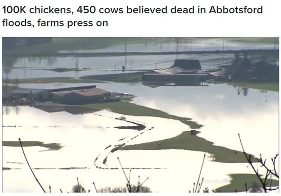 洪水淹死450头奶牛 加拿大闹奶荒 超市限购4升-1.jpg