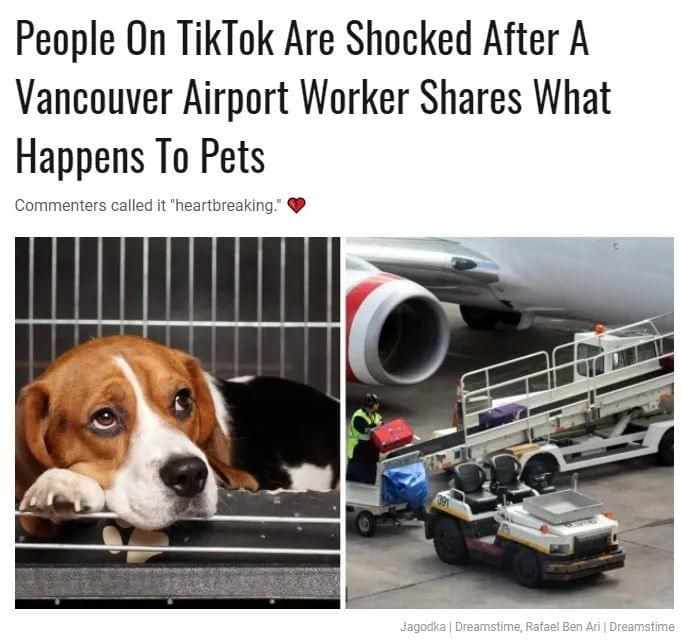 机场员工爆料:宠物在飞机上是这样的 网友心疼-1.jpeg