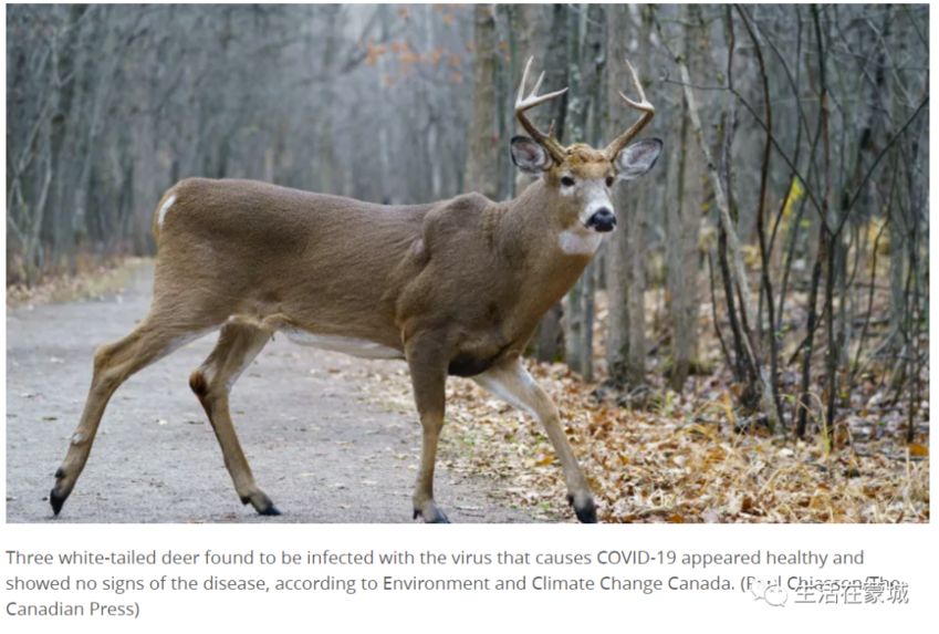 加拿大首次发现 魁省三只野生鹿感染新冠病毒-2.jpg