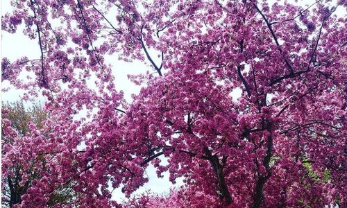 蒙特利尔观赏樱花的五个最佳去处