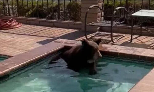 热翻：黑熊闯豪宅泡泳池消暑 警察赶不走