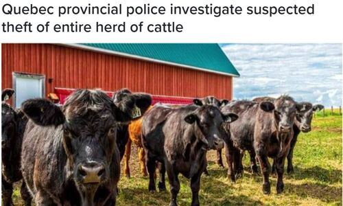 魁省农场主真惨！一夜间数十只牛 全部被神秘盗走 警方正在调查 ...