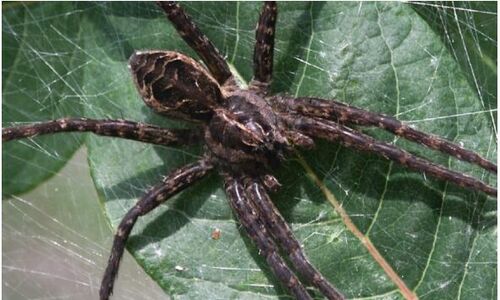 加拿大最大的可怕蜘蛛 水边房子或乘船出游可能会碰到