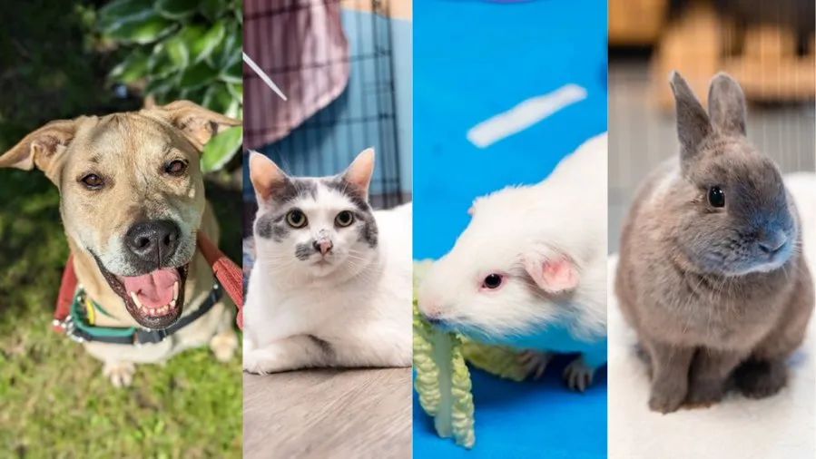 蒙特利尔SPCA 动物免费领养日 众多喵星人等着你带回家...
