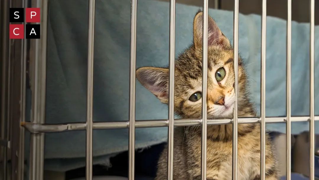 蒙特利尔SPCA 一天动物免费领养日 众多喵星人等你带回家...