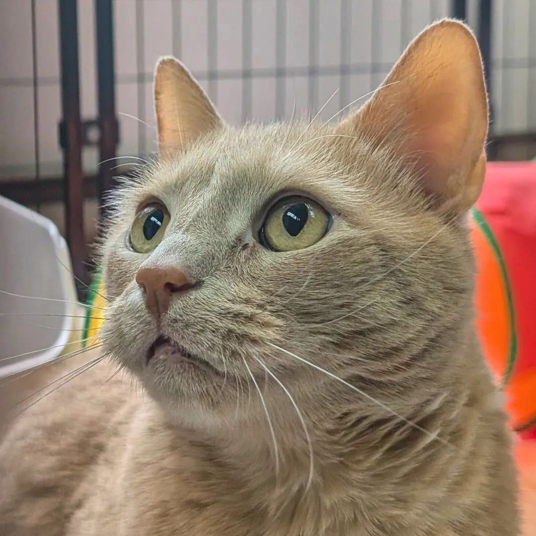 蒙特利尔SPCA 一天动物免费领养日 众多喵星人等你带回家...