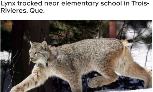 魁省一所小学附近发现一只大山猫出没