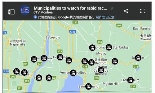 格外小心！魁省警告 这些地区要警惕患有狂犬病的浣熊等动物 ...
