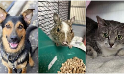 蒙特利尔SPCA动物免费领养日 众多猫狗、兔子等待新主人