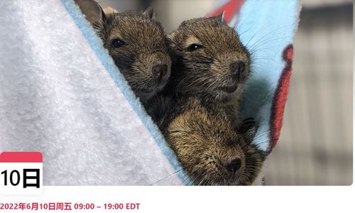 蒙特利尔SPCA动物免费领养日 众多猫狗、兔子等待新主人