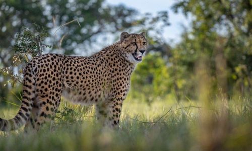 蒙特利尔附近的Safari动物园 正在庆祝开园50周年