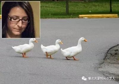 魁省男子路上开车因躲避鸭子导致他人死亡 被判有罪