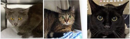 蒙特利尔SPCA急求帮助 这些可爱的猫猫正在等待免费领养