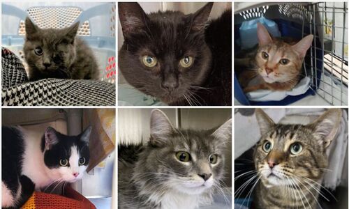 蒙特利尔SPCA急求帮助 这些可爱的猫猫正在等待免费领养
