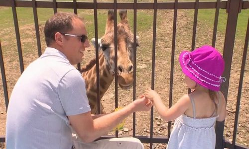 魁省Safari动物园救生员出现疫情 正在招人