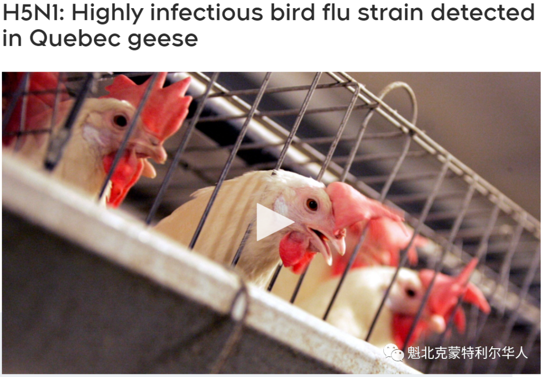 魁省发现三例高度传染性的禽流感病例,美国禽流感大爆发 鸡蛋价格飞涨 ...
